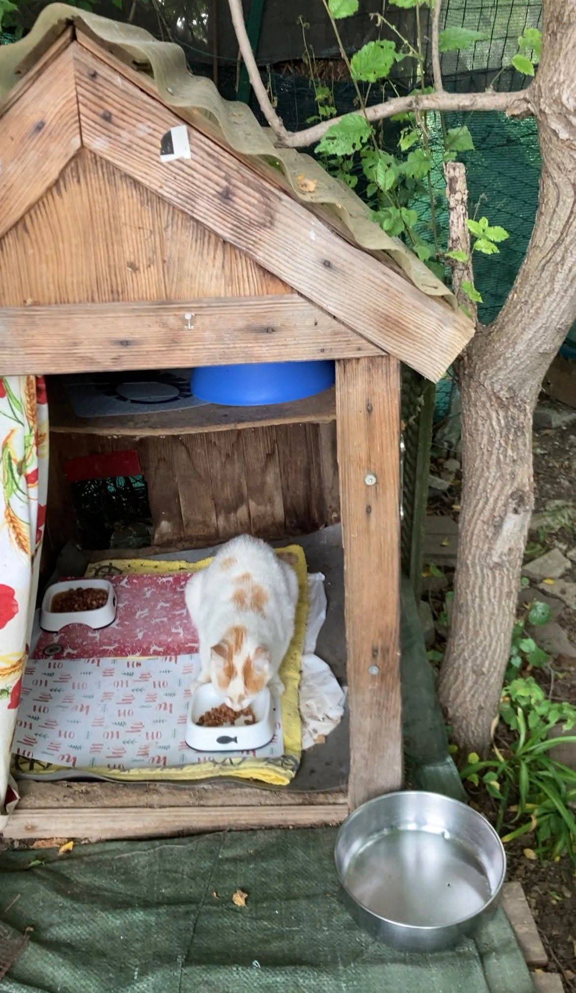 COLONIA FELINA DISTRUTTA A CESANO MADERNO: I LAVORI PER LA PEDEMONTANA NON SI FERMANO DAVANTI A NULLA
È gennaio 2025 e la tutor di Colonia apprende la notizia dei lavori della Pedemontana che interesseranno l'area della Colonia Felina. Corre preventivamente ai ripari contattando l'Assessora all'ambiente chiedendo chiarimenti sulla possibilità di spostare la Colonia in un'area verde abbandonata dove collocare i punti pappa.
Dopo un mese senza alcuna notizia in merito la Referente si rivolge alla regione, contattando la segreteria di un assessore regionale.
Dopo una prima comunicazione i contatti si interrompono.
A Maggio, dopo svariati tentativi di contatto il project manager di Pedemontana assicura che l'area della Colonia non verrà coinvolta.
Il 28 agosto compaiono le ruspe sul territorio.
L'8 settembre il comune dà l'okay per lo spostamento della Colonia. La Referente fa presente che le Colonie sono parte del Patrimonio indisponibile dello Stato e per tanto spetta al comune provvedere alla loro tutela.
Viene richiesto un incontro per organizzare lo spostamento della Colonia ma non viene dato alcun riscontro da parte del Comune.
Il 9 ottobre viene spedita dalla tutor di Colonia una PEC formale a tutti gli enti interessati: Comune di Cesano Maderno, ATS, Regione Lombardia e Pedemontana: nessuna risposta.
12 novembre: alla Referente arriva finalmente una convocazione formale fissata per il 27 novembre ma il 21 novembre la colonia viene distrutta e l'intera area viene rasa al suolo. L'unico a rimanere intatto è il punto pappa che, però, è circondato da macerie di ogni tipo e pertanto non idoneo.
Il 27 novembre viene svolto l'incontro e viene proposta una nuova area per la Colonia che però risulta non idonea per 20 gatti: è raggiungibile solo attraversando una strada molto trafficata, è adiacente ad una scuola ed è fortemente disturbata. Ogni criticità viene evidenziata ma non viene avanzata dal comune nessuna soluzione.
A seguito di numerose richieste Pedemontana sospende temporaneamente il cantiere ma pochi giorni non bastano a recuperare tutti e 20 i gatti dispersi.
Il cantiere riprende i lavori dopo soli 4 giorni. I pochi gatti recuperati si disperdono nuovamente.
La Referente, tramite l'associazione Salviamo l'Arca, procede con una formale diffida a Comune, ATS e Regione.
Il 4 dicembre avviene un sopralluogo congiunto tra Referente di Colonia, Comune, Polizia Locale, Pedemontana e ATS che finalmente riconosce l'urgenza di individuare una nuova area sicura e adatta.
Il Comune concorda ma i giorni passano e i gatti rimangono vaganti e privi di un'area sicura.
La mancanza di comunicazione, collaborazione ed intervento hanno dato il via ad un'odissea: gatti dispersi, terrorizzati e infreddoliti senza più un luogo a cui fare riferimento, tutelati solo dalle volontarie che cercano di migliorare la situazione con i pochissimi mezzi che hanno a disposizione, obbligate a passare ore al freddo, nel fango e tra i detriti per cercare di recuperare ogni animale.
Ad oggi, 29 gennaio 2026, la situazione risulta ancora tragica.
Ricordiamo che la Colonia Felina è una realtà riconosciuta dalla legge e che meritava di essere gestita per tempo con competenza e sensibilità.